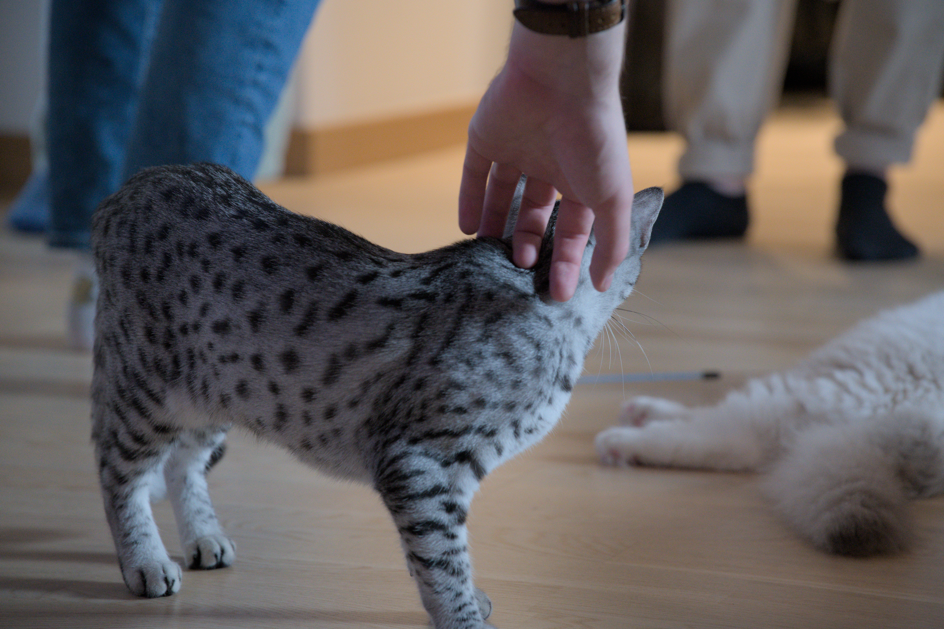 2025/10/12 - cats/DSC_0101.jpg